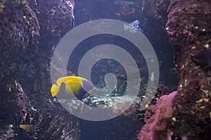 Flame Angel or orange angel swims between aquarium plants.