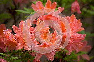 Flame azalea (Rhododendron calendulaceum).