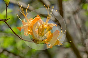 Flame Azalea - Rhododendron calendulaceum