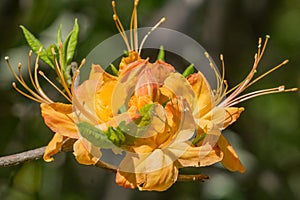 Flame Azalea - Rhododendron calendulaceum