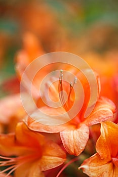 Flame Azalea, Selective Focus, Bright Orange