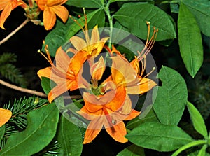 Flame Azaleas Blooming at Grayson Highlands State Park