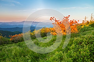 Flame Azaleas, Rhododendron Calendulaceum, Roan Mountain NC photo