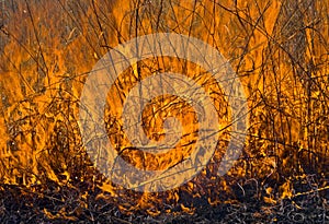 Flame of brushfire 23