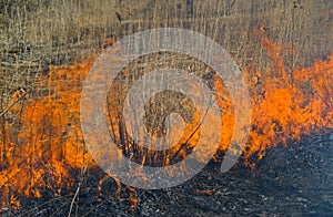 Flame of brushfire 30