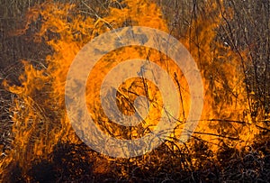 Flame of Brushfire 9 photo