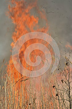 Flame of brushfire 26 photo