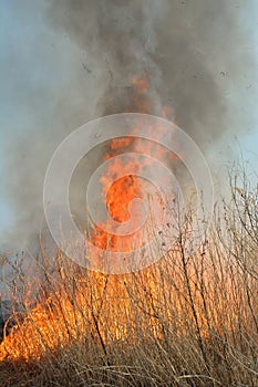 Flame of brushfire 37 photo