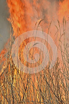 Flame of brushfire 28