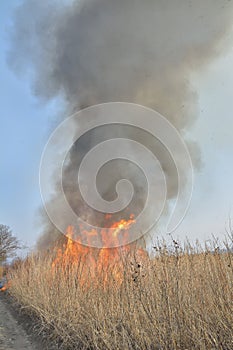 Flame of brushfire 33 photo