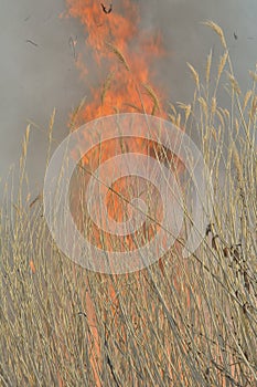 Flame of brushfire 36