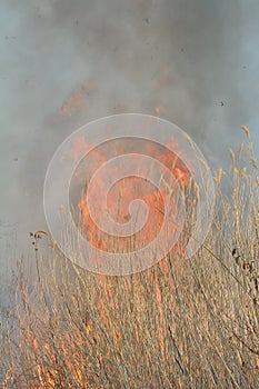 Flame of brushfire 25 photo