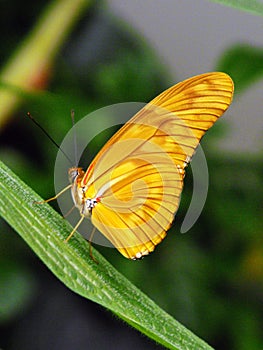 Flame Butterfly underside