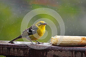 Flame-colored Tanager Female