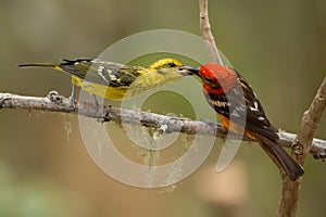 Flame-colored Tanager