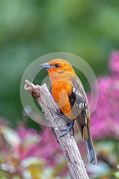 Flame-colored tanager male, Piranga bidentata, San Gerardo de Dota, Costa Rica photo