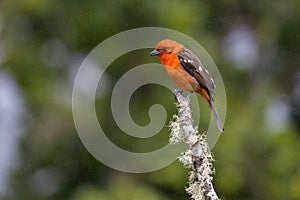 Flame-colored Tanager perched on a branch of dead wood, Costa Rica