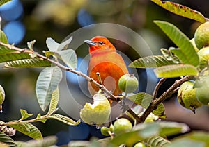 Flame-colored Tanager Piranga bidentata, Panama