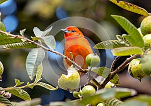 Flame-colored Tanager Piranga bidentata, Panama photo