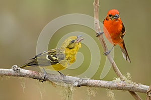 Flame-colored Tanagers