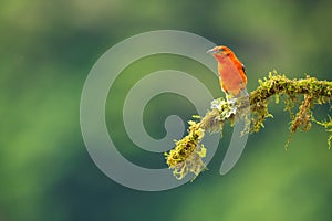 A flame coloured tanager perched on a branch
