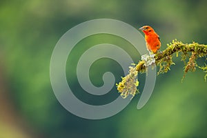 A flame coloured tanager perched on a branch