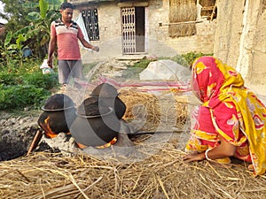The flame is coming out of the oven When the farmer couple is extracting rice from the paddy.