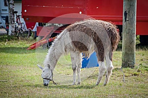 The flame, domestic artiodactyl mammal of the Camelidae family