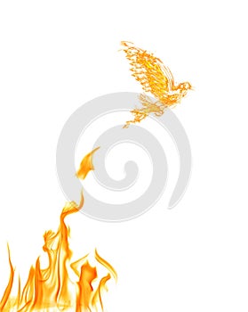 Flame dove flying from yellow fire isolated on white