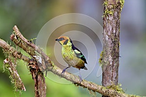 Flame-faced Tanager  844078