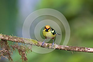 Flame-faced Tanager  844082