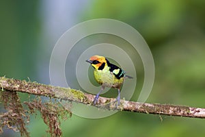 Flame-faced Tanager  844084