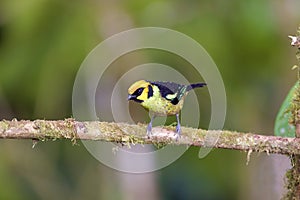 Flame-faced Tanager  844088