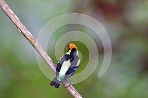 Flame-faced Tanager  844089