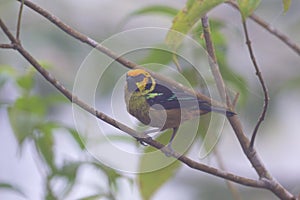 Flame-faced Tanager  844239