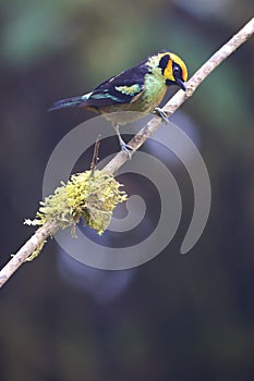 Flame-faced Tanager  844283