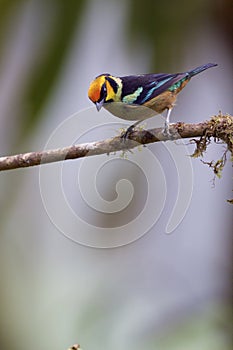 Flame-faced Tanager  844285