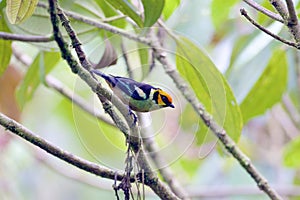 Flame-faced Tanager  844322