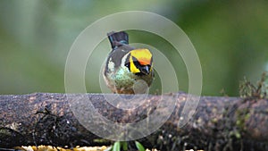 Flame-faced tanager on a branch