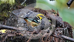 Flame-faced tanager on a branch