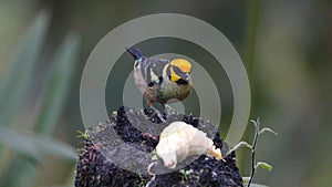 Flame-faced tanager on a branch