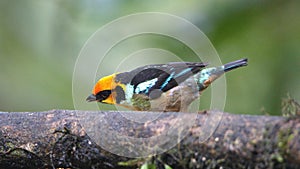 Flame-faced tanager on a branch