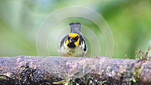 Flame-faced tanager on a branch