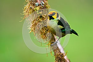 Flame-faced Tanager - Tangara parzudakii family Thraupidae, bird endemic to South America, found in eastern Andes of Colombia,