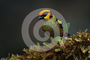 Flame-faced tanager, Tangara parzudakii, sitting on beautiful mossy branch. Bird from Mindo, Ecuador. Birdwatching in South