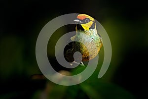 Flame-faced tanager, Tangara parzudakii, sitting on beautiful mossy branch. Bird from Mindo, Ecuador. Birdwatching in South