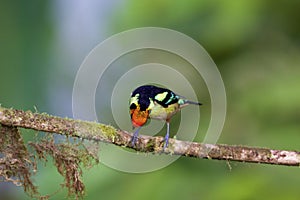 Flame-faced Tanager Top View 844080