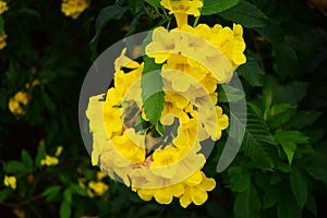 Flame flower, Fire-cracker vine on the wall