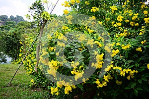 Flame flower, Fire-cracker vine on the wall