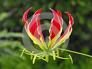 Flame Flower or Flame Nasturtium